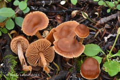 Cortinarius acutus