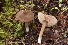 Entoloma fuscotomentosum