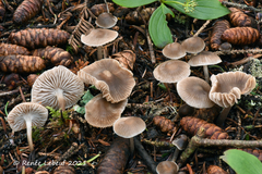 Mycena tenax
