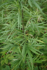 Artemisia umbrosa