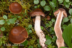 Cortinarius illuminus