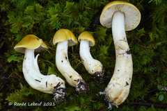 Tricholoma fumosoluteum