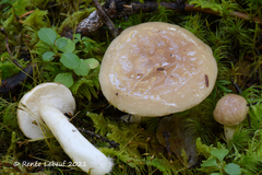 Lactarius caespitosus