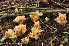 Phaeoclavulina flaccida