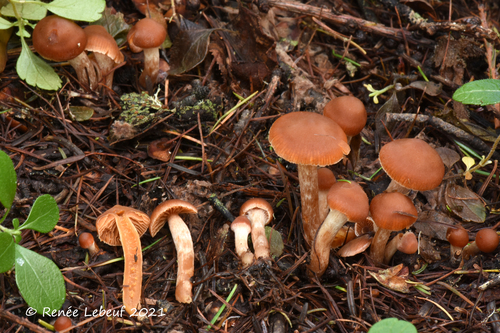 Cortinarius Mammillatus