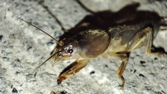 Gryllotalpa vineae