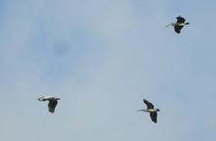 Pelecanus philippensis