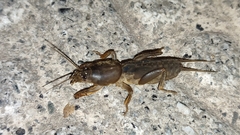 Gryllotalpa vineae