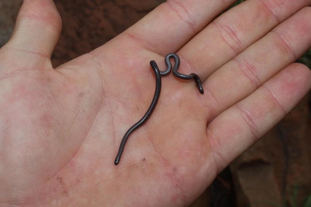 Cape Thread Snake