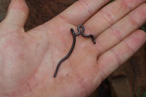 Cape Thread Snake
