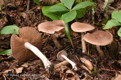 Cortinarius latiodistributus