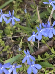 Lobelia quadrangularis