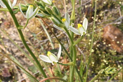 Albuca aurea