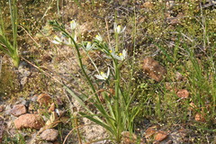 Albuca aurea