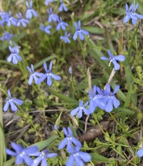Lobelia quadrangularis