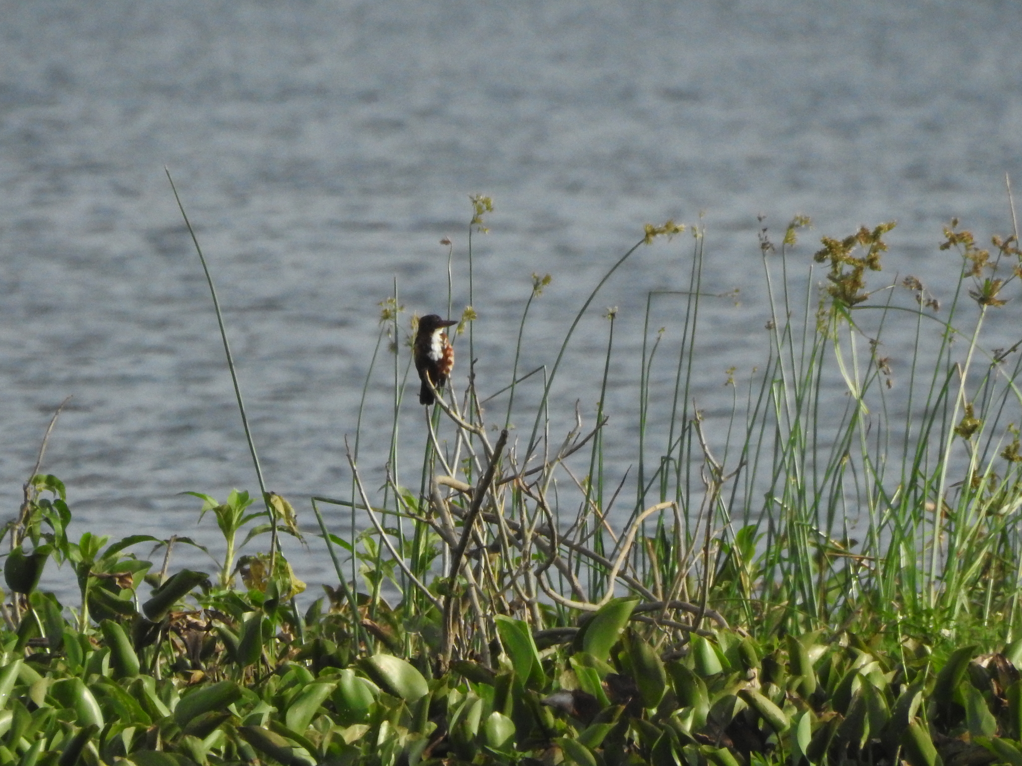 White-throated Kingfisher