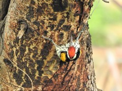 Chrysocolaptes festivus