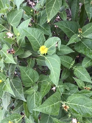 Wedelia fruticosa