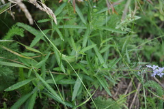 Veronica linariifolia