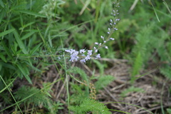 Veronica linariifolia