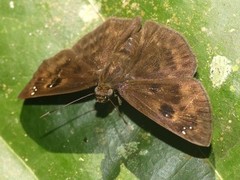 Morvina morvus cyclopa
