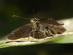 Morvina morvus cyclopa