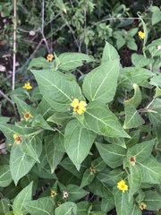 Wedelia fruticosa
