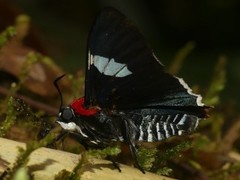 Aspitha aspitha