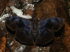 Pythonides eminus