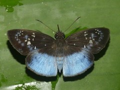 Pythonides grandis