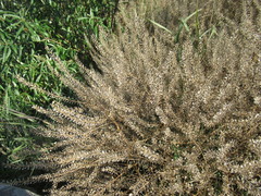Lepidium apetalum