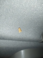 Paramesia gnomana