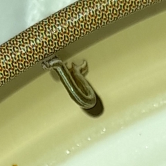 Geometridae