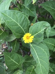 Wedelia fruticosa