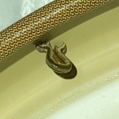 Geometridae