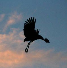 Balearica regulorum regulorum