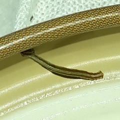 Geometridae