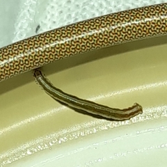 Geometridae