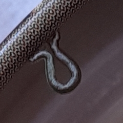 Geometridae