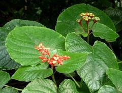Clerodendrum speciosissimum