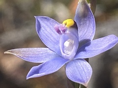 Thelymitra malvina