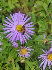 Apis mellifera