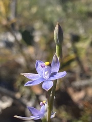 Thelymitra malvina
