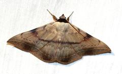Hypopyra capensis