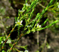 Diosma prama