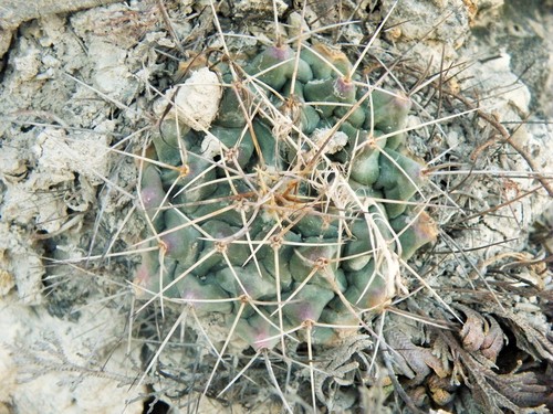 Mammillaria winterae