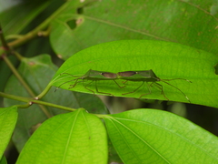 Homoeocerus graminis