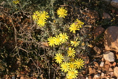 Oedera humilis