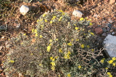 Oedera humilis