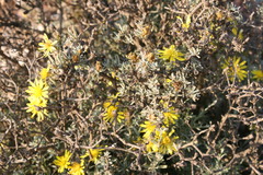Oedera humilis